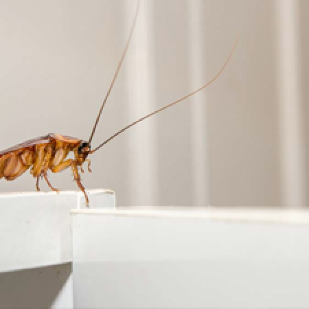 Ungezieferbekämpfung